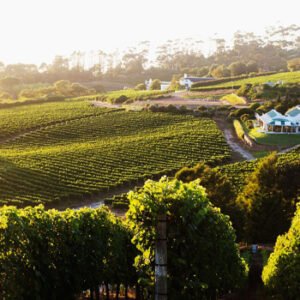 Constantia Winelands