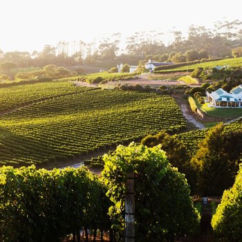 Constantia Winelands