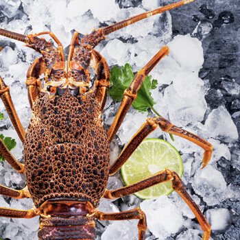 west coast dive and seafood