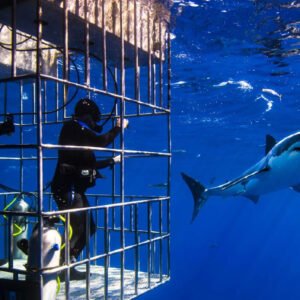 Shark Cage Diving Experience