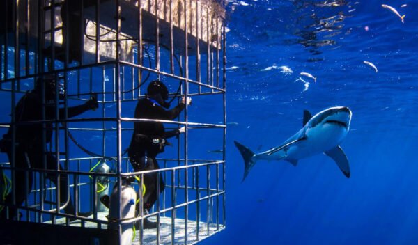 Shark Cage Diving Experience