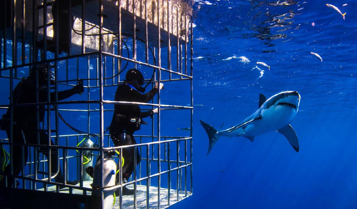 Shark Cage Diving Experience